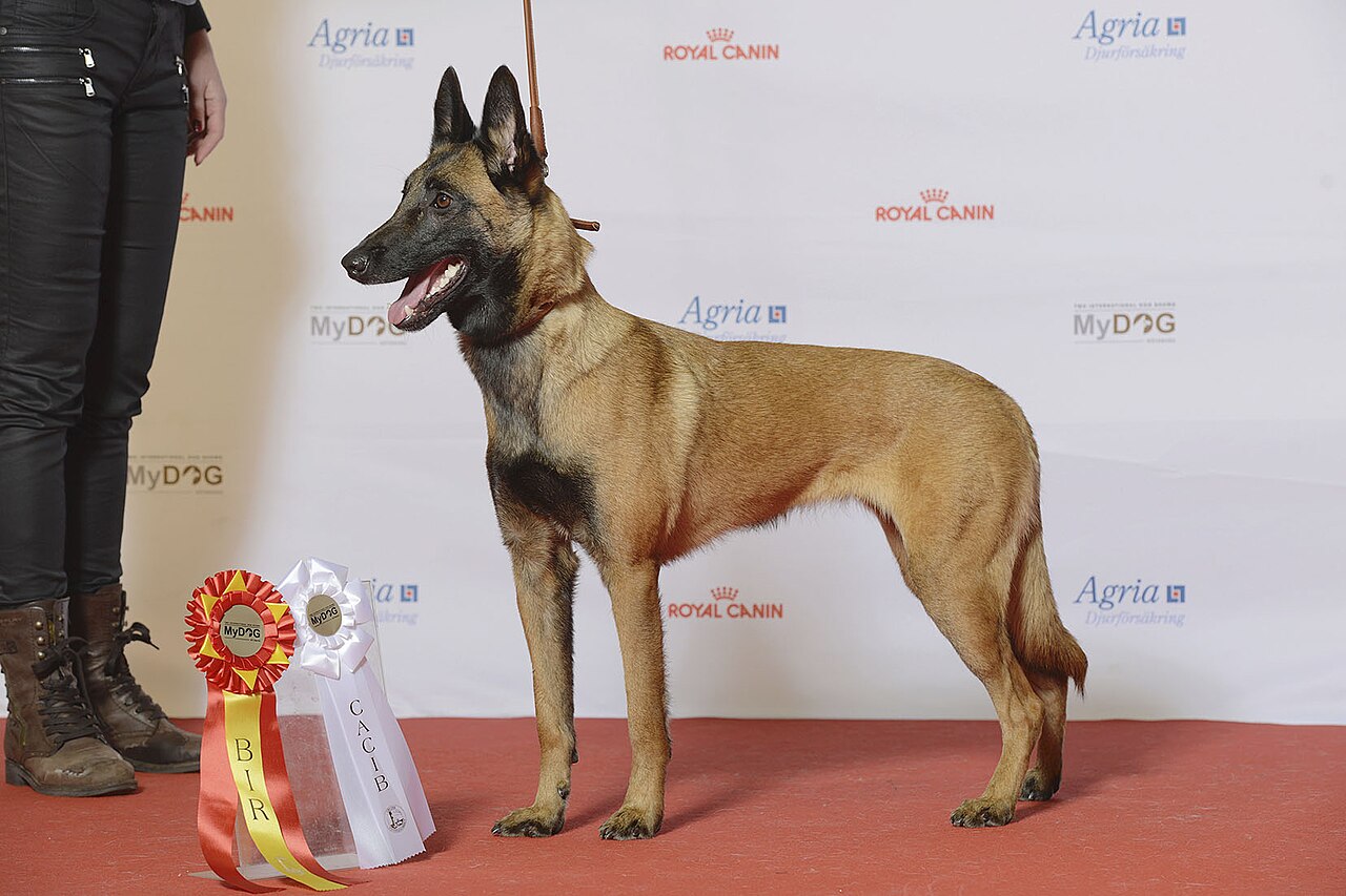 Berger Belge Malinois en voyage - photo 2