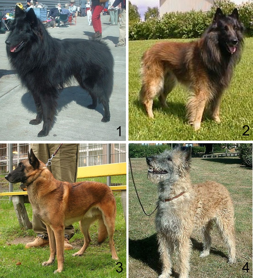 Berger Belge Malinois
