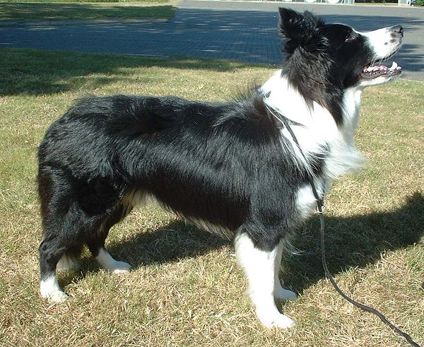 Border Collie en voyage - photo 1