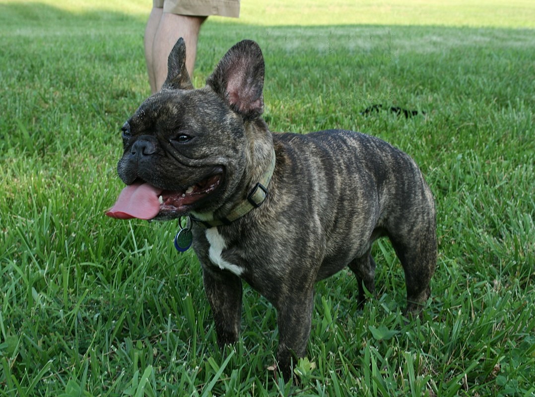 Bouledogue Francais