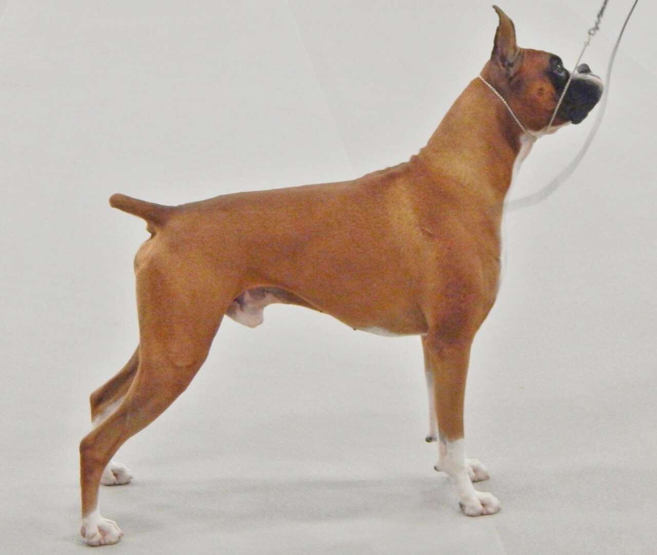 Boxer en voyage - photo 1