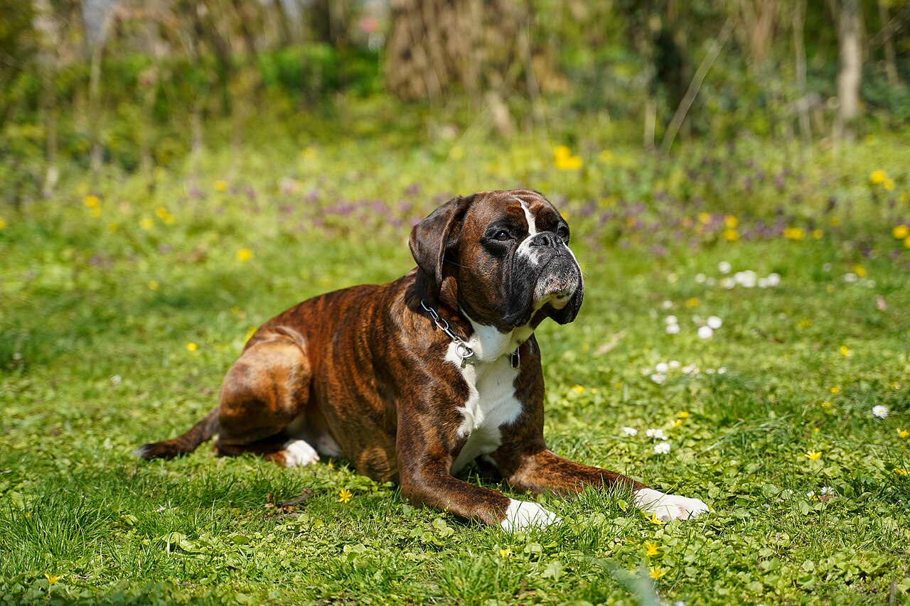 Boxer en voyage - photo 2