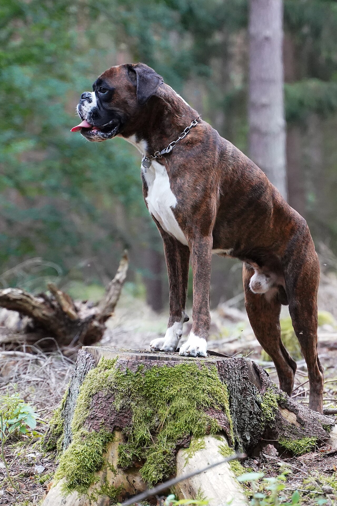 Boxer en voyage - photo 3
