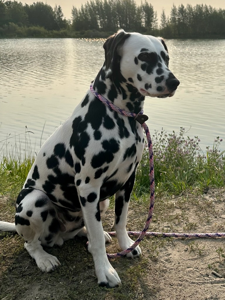 Dalmatien