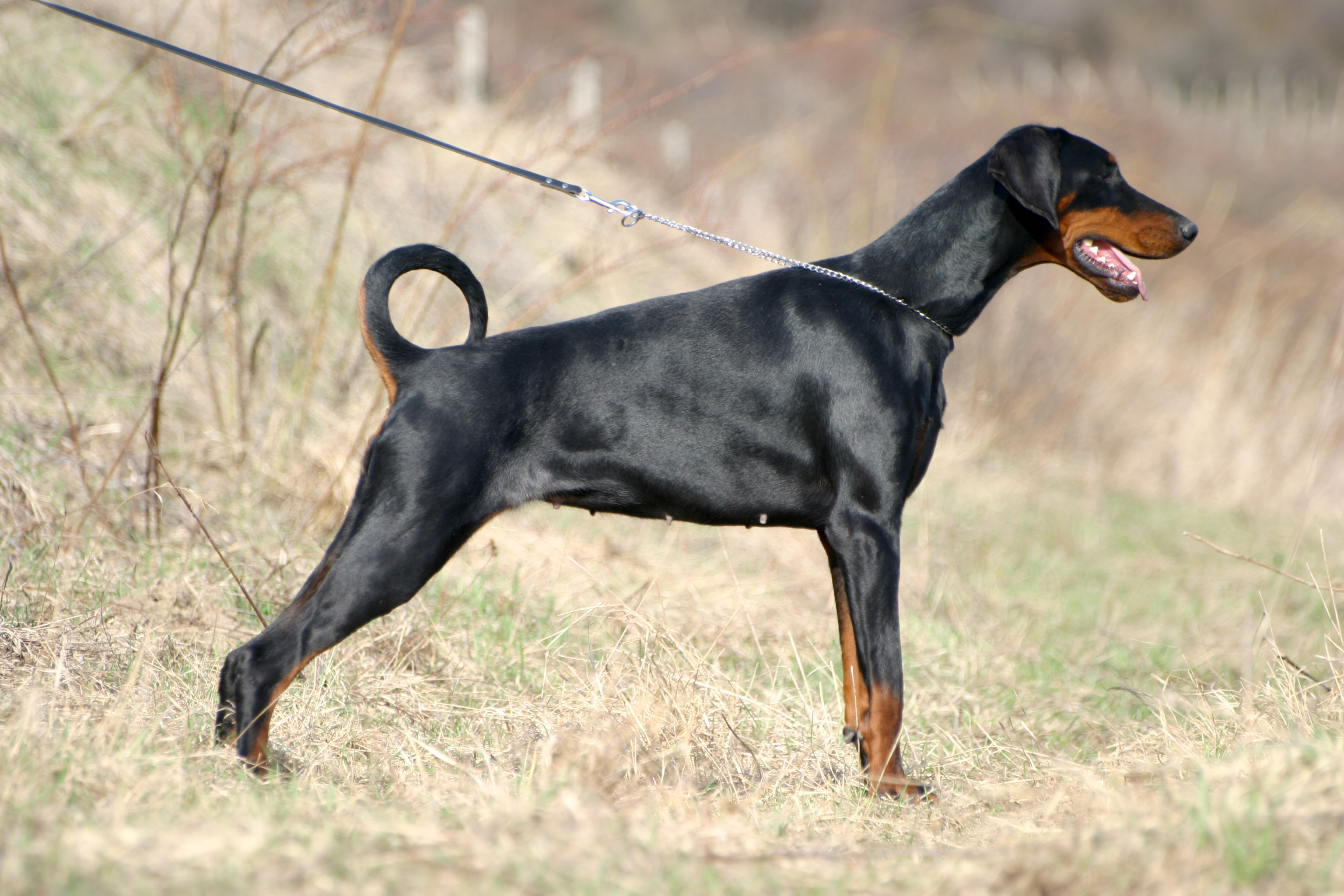 Dobermann