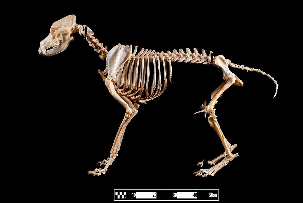 Golden Retriever en voyage - photo 2