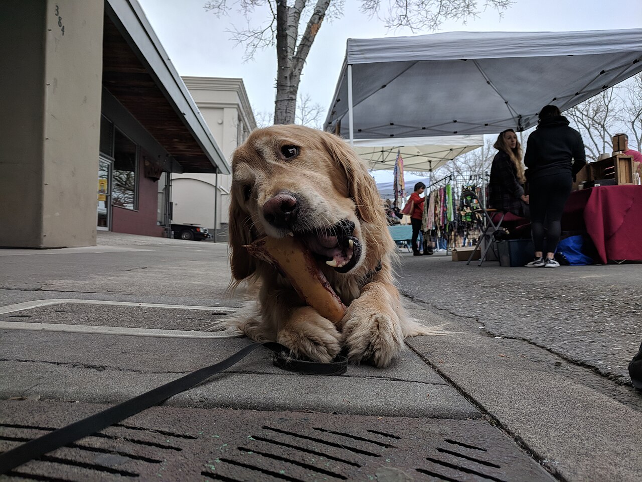 Golden Retriever en voyage - photo 3