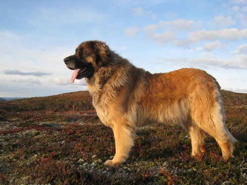 Leonberg