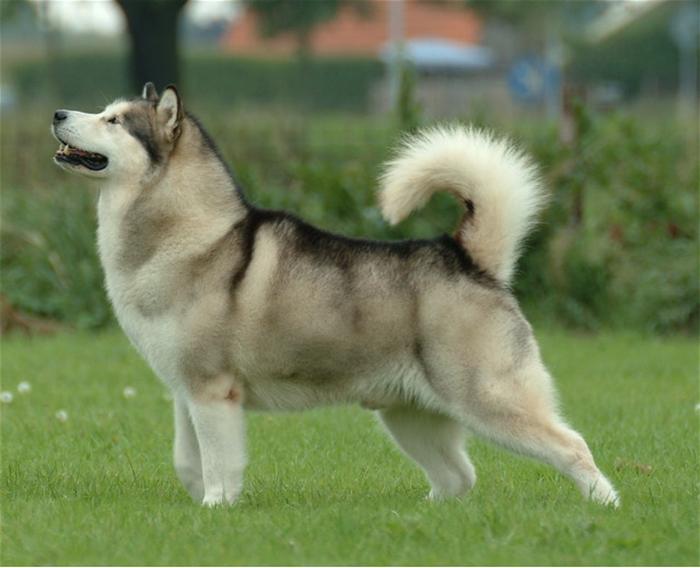 Malamute de l'Alaska en voyage - photo 1