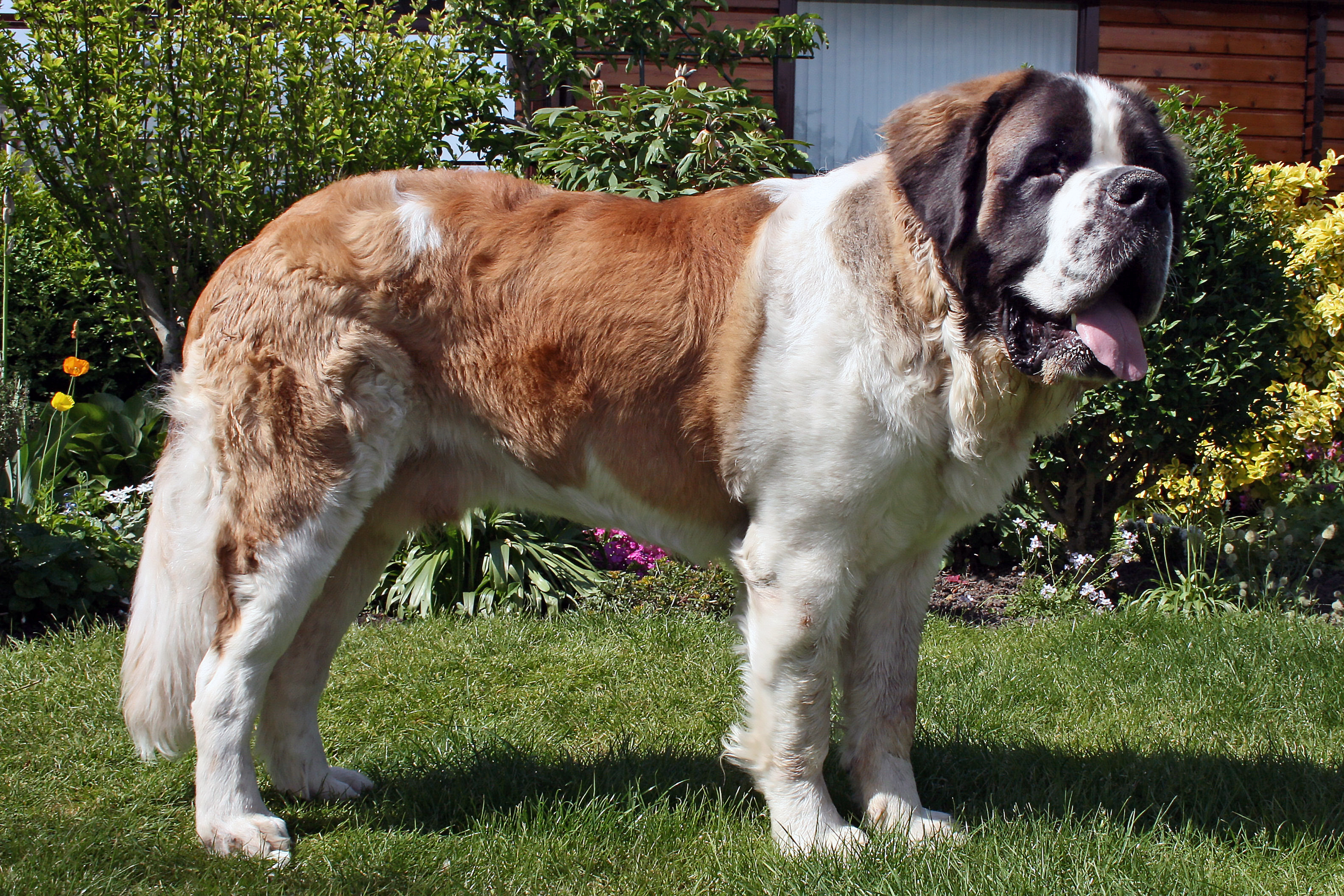 Saint-Bernard