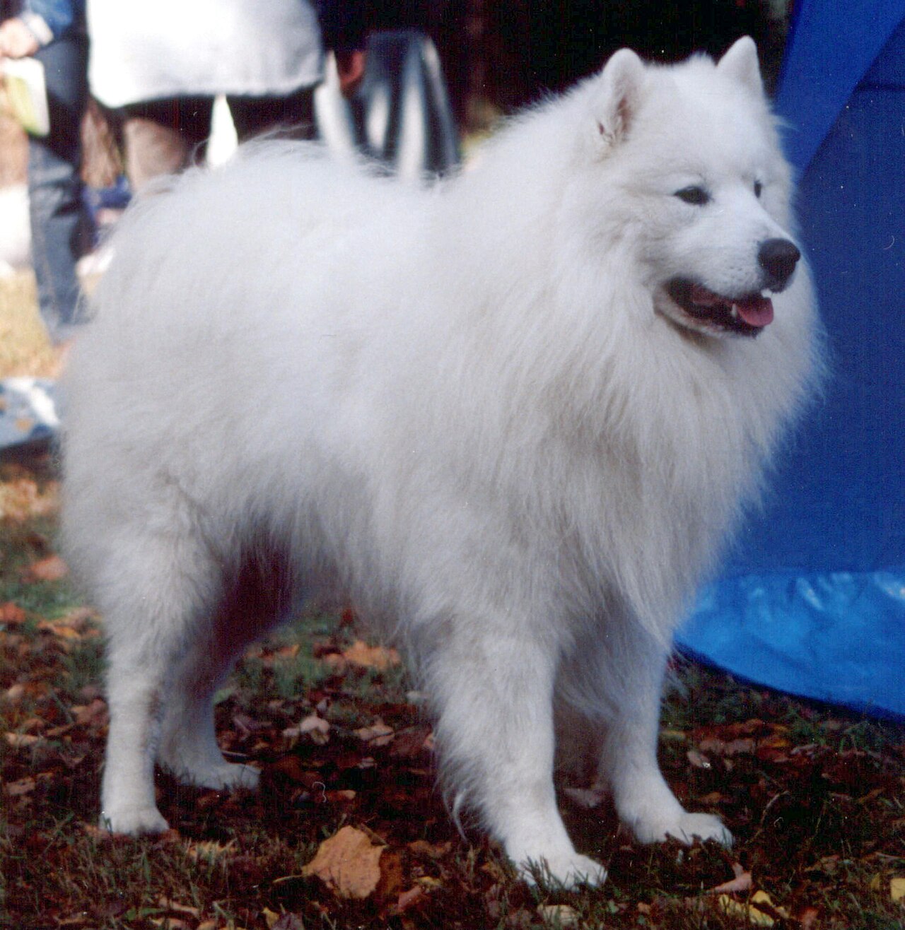 Samoyede en voyage - photo 1