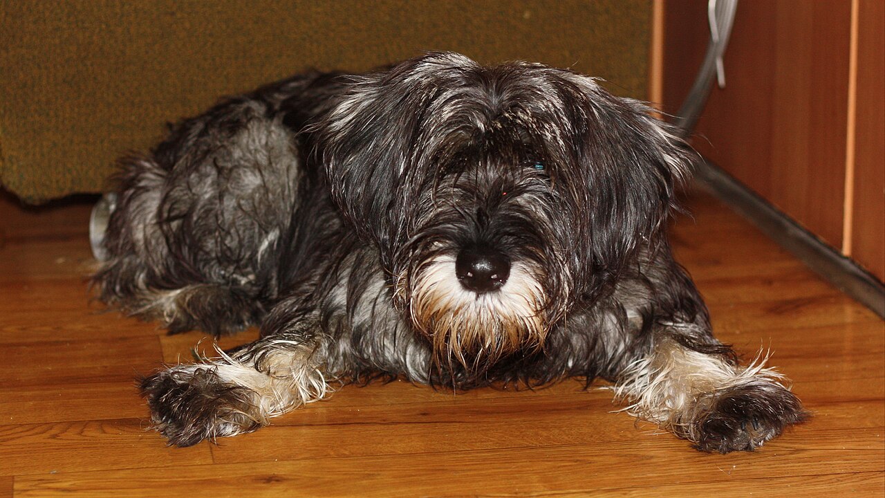 Schnauzer Moyen en voyage - photo 1